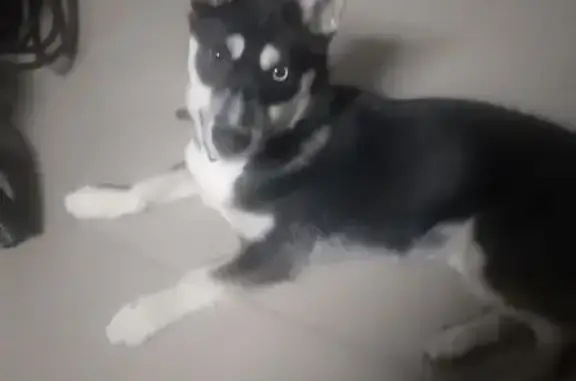 Найдена собака, Свердловская область, фото: Собака с разными глазами, Алапаевск