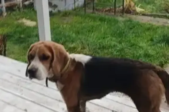 Найдена собака, Московская область, фото: Найдена собака, МО, рыже-черно-белая