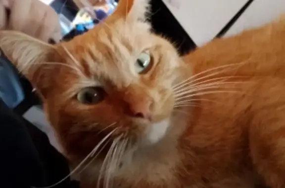 Пропала кошка, ул. Чел. Рабочего 6, Чел.