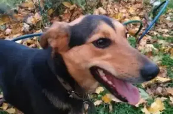 Собаки потеряшки, Калуга, фото: Потеряшка собака, Заречная ул. 56, Калуга