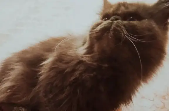 Кошка пропала: Водопроводный пер., Зуевка