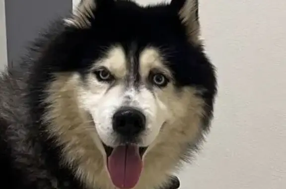 Найдена собака, Боброво, фото: Найдена собака хаски в Боброво, Бутово