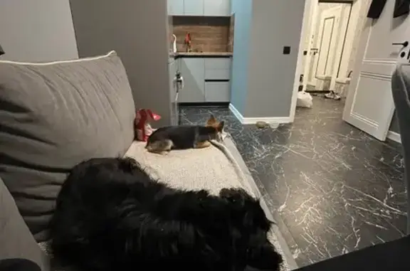 Собака найдена: Воронежская 47Д к1, Краснодар