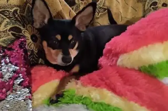 Пропала собака, ул. Искристая 124, Ростов-на-Дону