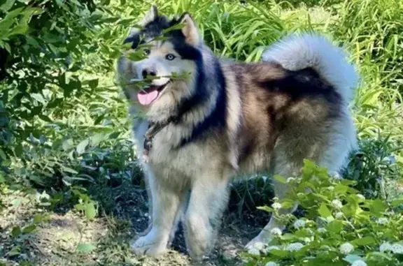 Пропала собака, 1-я Спортивная, 6/1