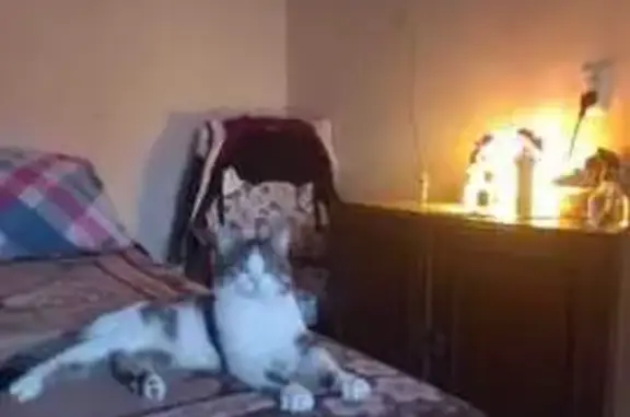 Пропала кошка, ул. Марченко 14, Челябинск