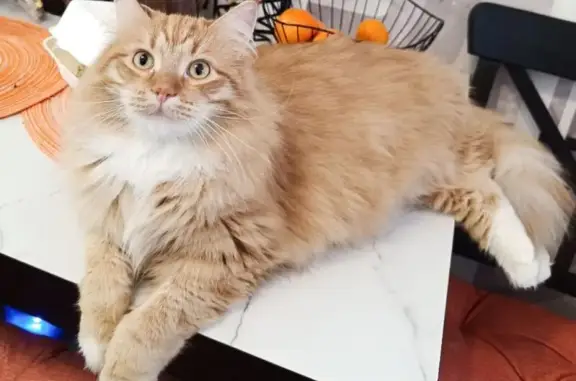 Пропал рыжий кот, Ульяновка, Тупицына 4