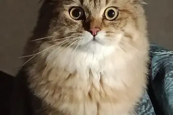 Кошки потеряшки, Москва, фото: Потеряшка кот, Звёздный бульвар, 8 к2