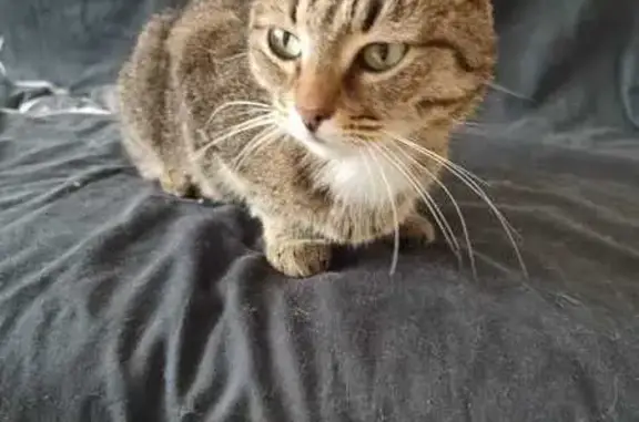 Кошка найдена на Краснозвёздной, Н. Новгород