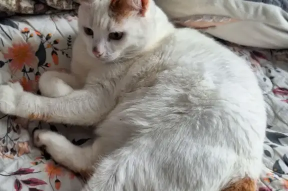 Кошки потеряшки, Челябинск, фото: Потеряшка кошка, Гранитная ул., Челябинск