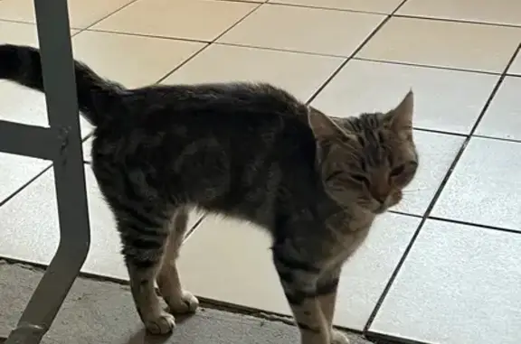 Кошка найдена: пр. Тракторостроителей, 67 к1