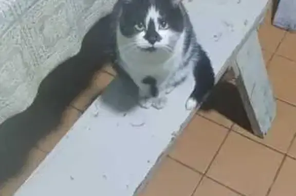 Кошки потеряшки, Чита, фото: Потеряшка кошка, Сквозная ул., Чита