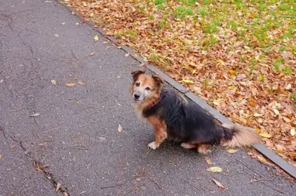 Найдена собака, Тургенева 130, Краснодар