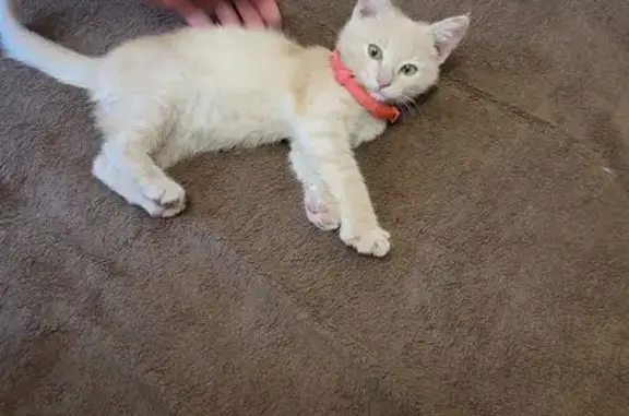 Найдена кошка, , фото: Котенок найден на ул. 10 лет Октября, 16