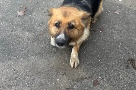 Найдена собака, , фото: Найдена собака, Кедровая ул. 1, Великий Враг