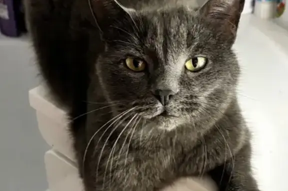 Пропала серая кошка, ул. Вильямса, Пермь