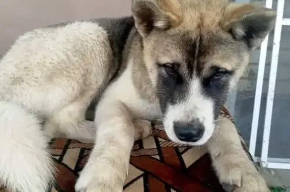 Собака найдена: Кропоткин, Краснодарский край