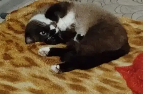 Кошки потеряшки, Чита, фото: Потеряшка сиамская кошка, ул. Ленина 164, Чита