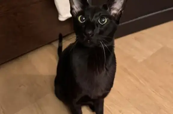 Пропала черная кошка, Арцимовича 20, Москва