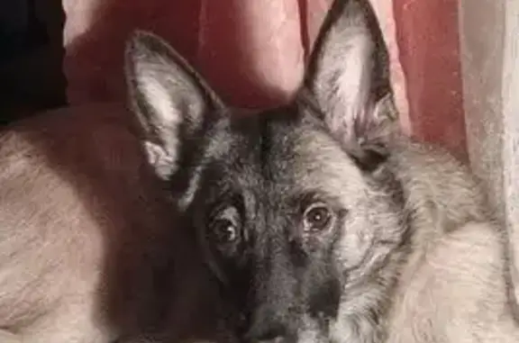 Собаки потеряшки, Казань, фото: Потеряшка собака, ул. Четаева, Казань