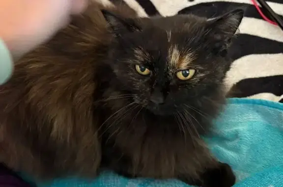 Пропала кошка, ул. Новинки, Москва