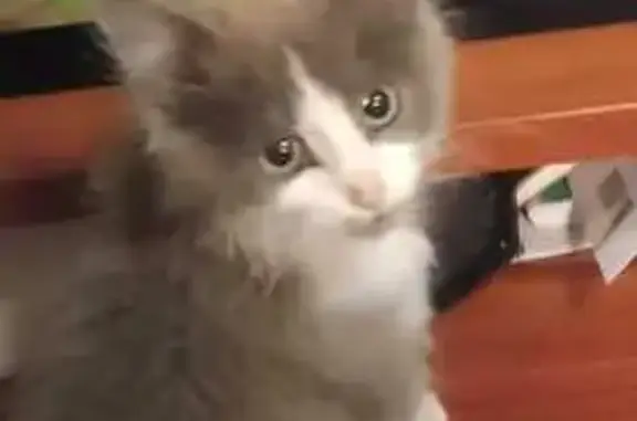 Кошки потеряшки, , фото: Потеряшка кот Том, Рязань, Московское ш., 31