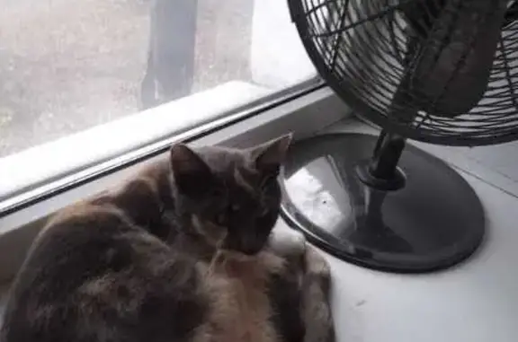 Найденные животные Курган, фото: Кошка найдена: Машиностроителей, 11, Курган