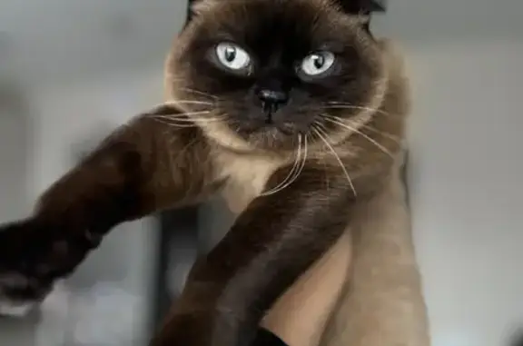 Найдена кошка, , фото: Найдена сиамская кошка, 9, Филимонки