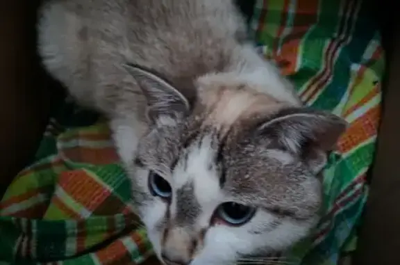 Кошки потеряшки, Братск, фото: Потеряшка кошка, бульвар Космонавтов, 10