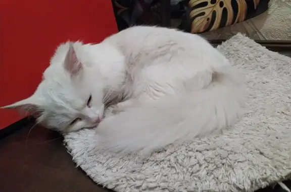 Найденные животные Ставрополь, фото: Найдена кошка, Ставрополь, 45А