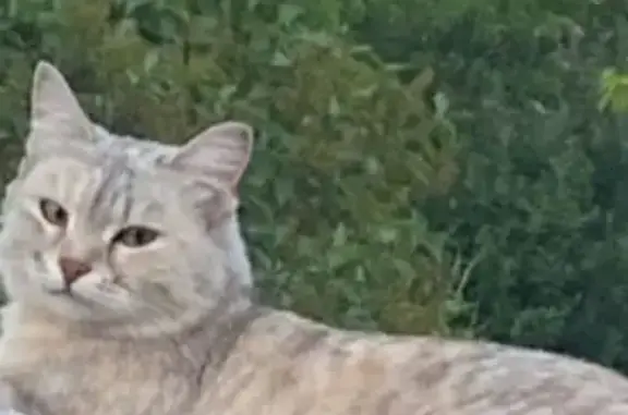 Пропала кошка, ул. Пушкина, Красноярск