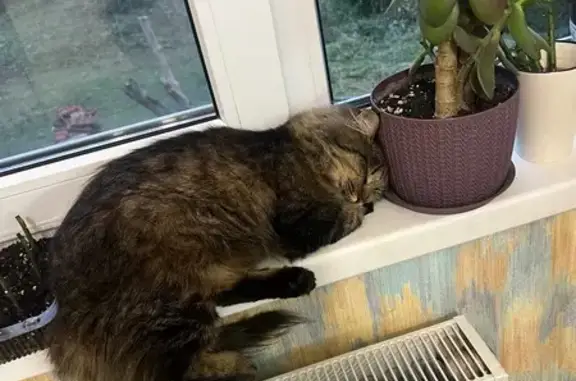 Кошки потеряшки, Михайловск, фото: Потеряшка кошка, Кузьминовская ул., Михайловск