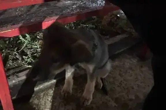 Найдена собака, Уфа, фото: Серая дворняжка найдена на Рыльского 20/1