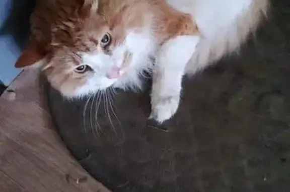 Найдена кошка у подъезда, Героев-Панфиловцев 3к1