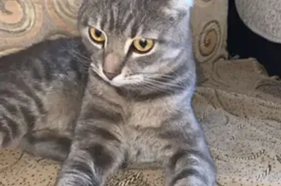 Найдена кошка, , фото: Найдена кошка, Новосёловское ш., Лесновка