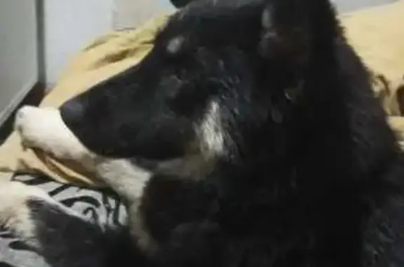 Щенок найден: проспект Ленина, Волжский