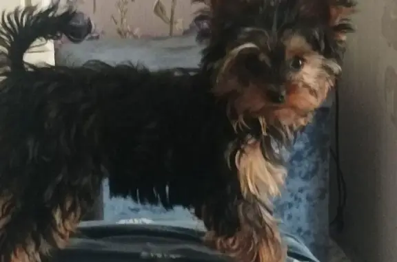 Пропал йорк на Кубанской Горе, 3А