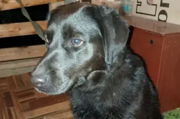 Найдена собака, Белгородская область, фото: Собака найдена: п. Северный, Белгородская обл.