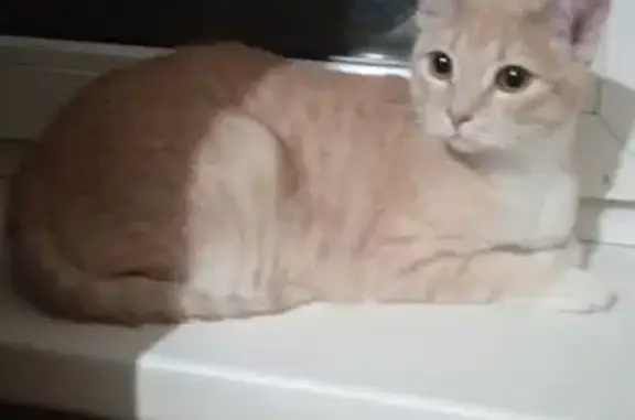 Найдена кошка, Барнаул, фото: Кошка найдена: ул. Гущина, 154, Барнаул