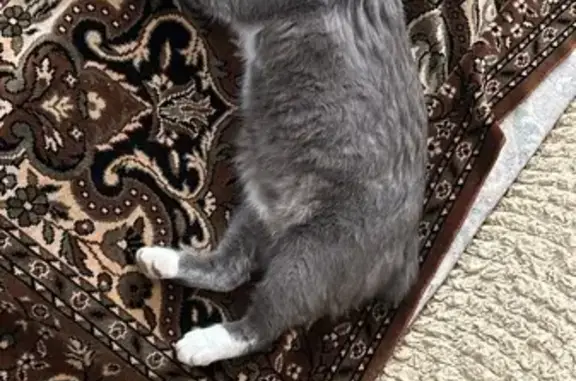 Пропал кот Кузя, хутор Ташла