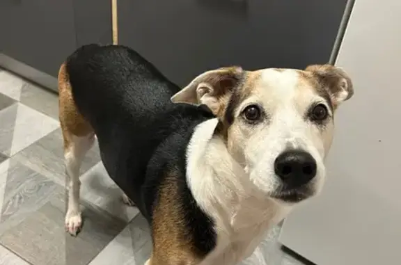 Собаки потеряшки, Ростов-на-Дону, фото: Потеряшка собака, ул. Нансена, 130, Ростов