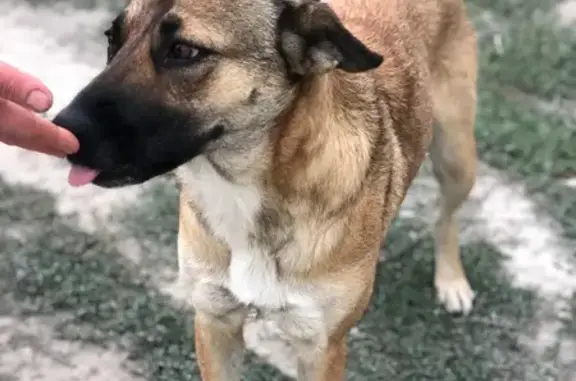 Пропала собака, ул. Петровская Балка, 13