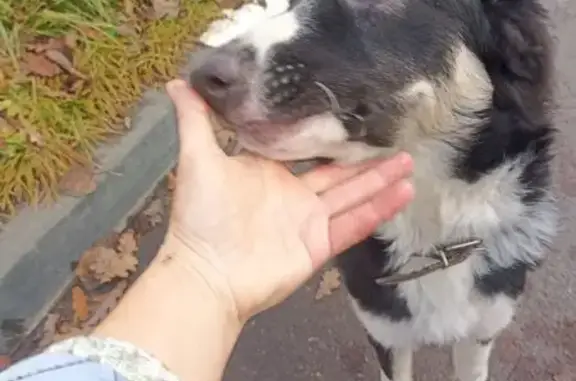 Найдена собака, Ильинское, фото: Найдена собака, Ильинское, 15