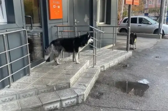 Найдена собака, Тольятти, фото: Найдена собака, ул. Победы 72, Тольятти