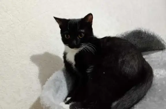 Кошки потеряшки, Мирный, фото: Потеряшка кошка, ул. Тихонова 4, Мирный