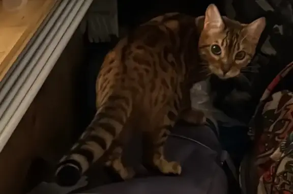 Кошки потеряшки, Казань, фото: Потеряшка бенгальская кошка, Минская 26А