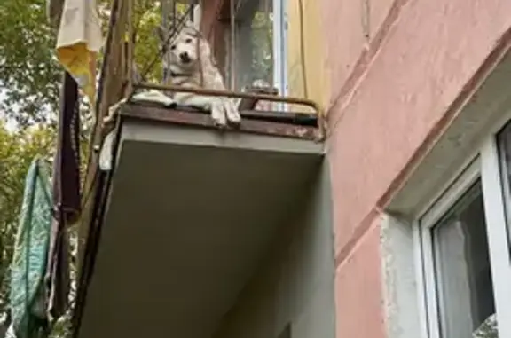 Пропала собака, Советская ул., Тольятти