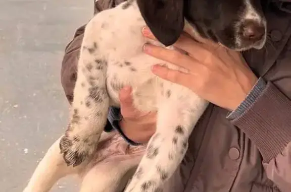 Найдена собака, Чебоксары, фото: Собака найдена на ул. Калинина, Чебоксары