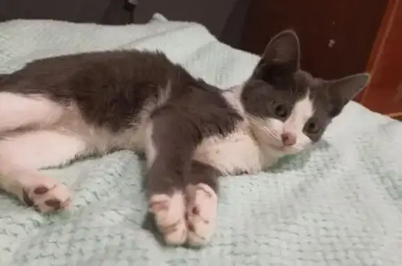 Найденные животные Таганрог, фото: Котёнок найден: ул. Лизы Чайкиной, 230