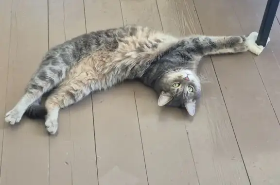 Кошки потеряшки, Коломна, фото: Потеряшка кошка на ул. Савельича, Коломна